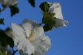 White Rose of Sharon Greets the day