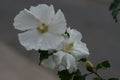 White rose of sharon