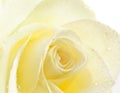 White Rose Single Close-Up Royalty Free Stock Photo