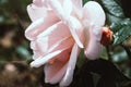 White rose with a slight pink tinge with raindrops