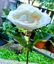 White Rose that Spesial someone has gived Royalty Free Stock Photo