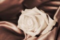 White rose, symbol of candor