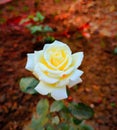 The White rose symbolised innocence and purity . Royalty Free Stock Photo