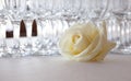 White rose on the table, in the background glasses of champagne, wedding event Royalty Free Stock Photo
