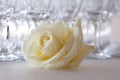 White rose on the table, in the background glasses of champagne, wedding event, close-up Royalty Free Stock Photo