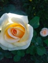 White rose in th morning. Royalty Free Stock Photo
