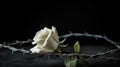 White rose in thorns on black background, AI Royalty Free Stock Photo
