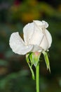 White Rose with tiny green insects
