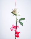 White Rose Transformed by Dripping Red Ink Royalty Free Stock Photo