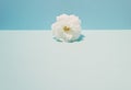 White rose on a two-tone background. Conceptual setting on a summer theme. Blue colors Royalty Free Stock Photo
