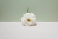 White rose on a two-tone background. Setting on a summer theme. Gray colors Royalty Free Stock Photo