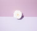 White rose on a two-tone background. Setting on a summer theme. Pastel colors Royalty Free Stock Photo