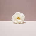 White rose on a two-tone background. Setting on a summer theme. Pastel colors Royalty Free Stock Photo