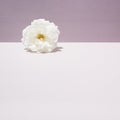 Rose on a two-tone background. Conceptual setting on a summer theme. Pastel colors Royalty Free Stock Photo