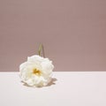 White rose on a two-tone background. Conceptual setting on a summer theme. Pastel colors Royalty Free Stock Photo