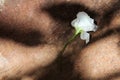 White Rose on Textured Surface