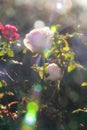 The rose under the sunlight Royalty Free Stock Photo