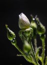 White rose underwater with air bubbles on a black Royalty Free Stock Photo