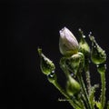 White rose underwater with air bubbles on a black Royalty Free Stock Photo