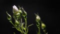 White rose underwater with air bubbles on a black Royalty Free Stock Photo