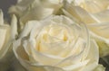 White rose for valentine`s card or anyversary Royalty Free Stock Photo