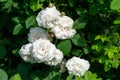 White Rose variety Mme Plantier flowering in a garden Royalty Free Stock Photo