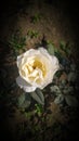 White rose very naturally