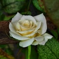 A white rose waiting to wither