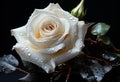 White rose with water drops on black background. Royalty Free Stock Photo