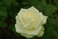 White Rose with Water Drops Royalty Free Stock Photo