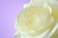 White rose with water drops isolated on purple background Royalty Free Stock Photo