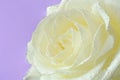 White rose with water drops isolated on purple background. Royalty Free Stock Photo