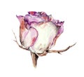 White rose, watercolor, image