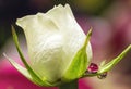 White Rose with Waterdrop Refraction Royalty Free Stock Photo