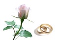 White rose and wedding rings Royalty Free Stock Photo