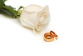 White rose and wedding rings isolated on white Royalty Free Stock Photo