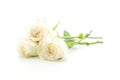 white rose on white background Royalty Free Stock Photo