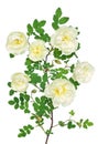 White rose Royalty Free Stock Photo