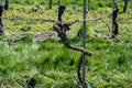 White and rose wine production on Dutch vineyards, rows of grape plants in spring, Zeeland, Netherlands