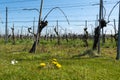 White and rose wine production on Dutch vineyards, rows of grape plants in spring, Zeeland, Netherlands