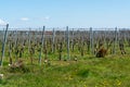 White and rose wine production on Dutch vineyards, rows of grape plants in spring, Zeeland, Netherlands