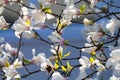 White and rose wine production on Dutch vineyards, rows of grape plants in spring, Zeeland, Netherlands Royalty Free Stock Photo