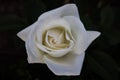 White rosebud delicate petals top view on black background. One rose in a garden Royalty Free Stock Photo