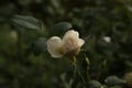 White Rosebud in hushed atmosphere