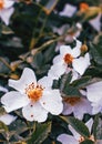 White rosehip blossom flower with raindrops photo. Growing plants in morning garden.