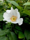 White rosehip on a green natural background. Closeup of white flower Royalty Free Stock Photo