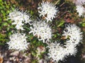 White rosemary wild flower in the Siberian forest