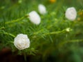 White rosemoss Royalty Free Stock Photo