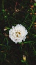 White rosemoss flower with its green leaves Royalty Free Stock Photo