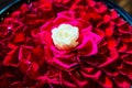 White roser with red rose petals in the bowl in Balinese SPA sal Royalty Free Stock Photo